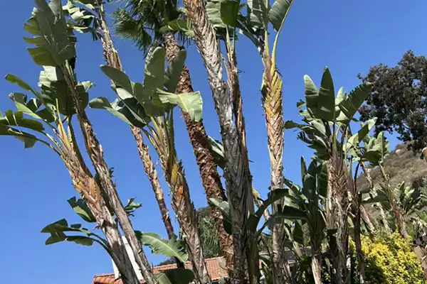 Garcias Tree Service & Landscaping's other services