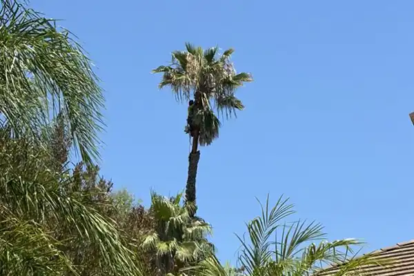 Palm Tree Removal