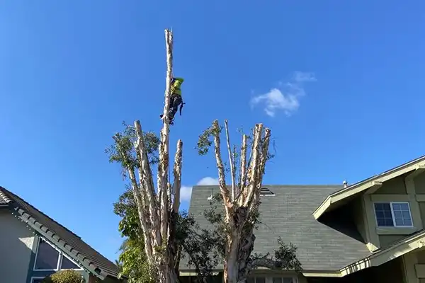 Tree Cutting