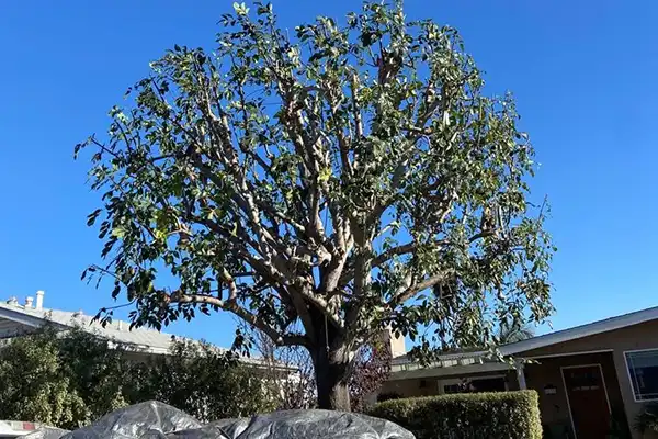 Tree Pruning Services