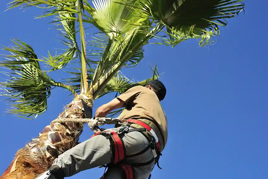 Palm Tree Removal And Property Value Impact Oceanside, CA