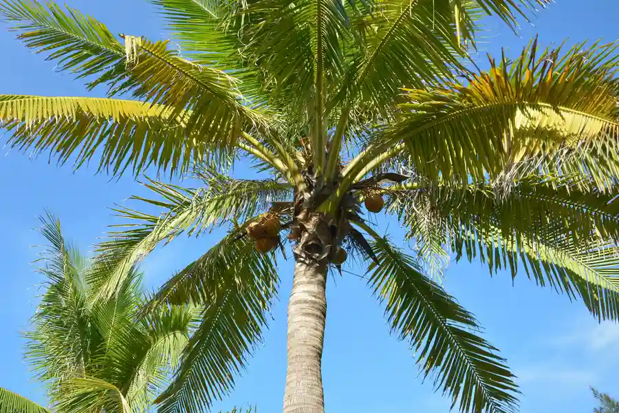 Professional Palm Tree Removal in Oceanside, CA Professional Palm Tree Removal in Oceanside, CA