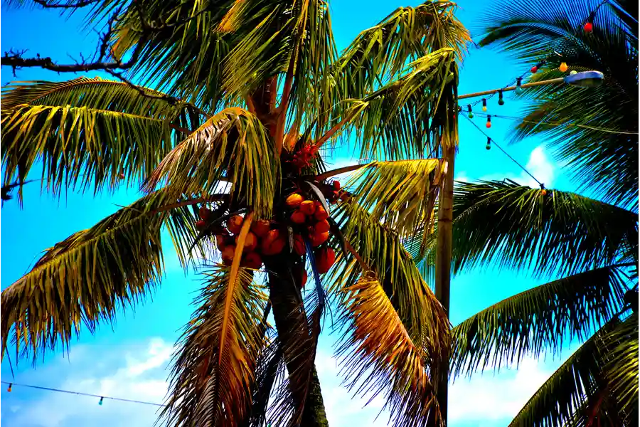 Efficient Palm Tree Removal in Oceanside, CA Efficient Palm Tree Removal in Oceanside, CA
