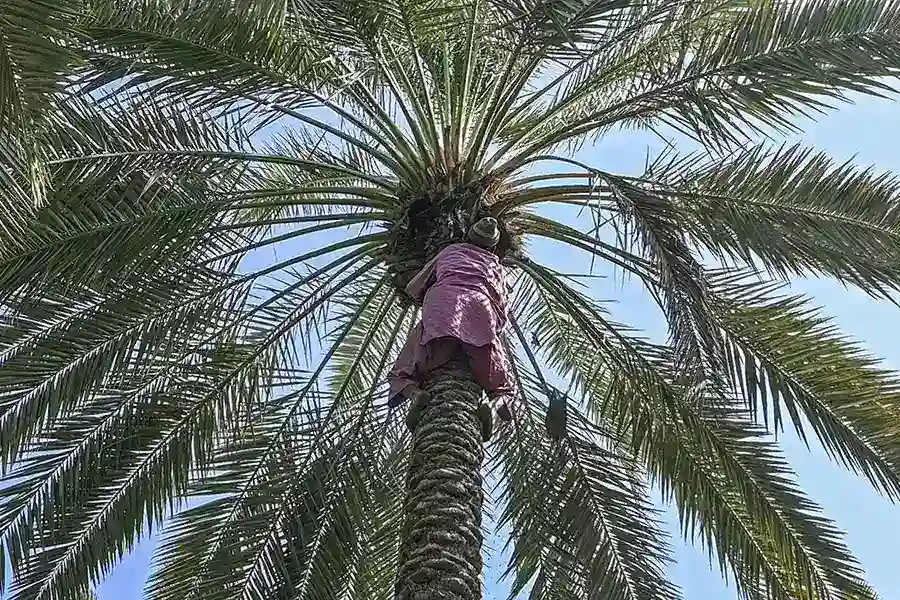 Reliable Palm Tree Removal in Oceanside, CA Reliable Palm Tree Removal in Oceanside, CA