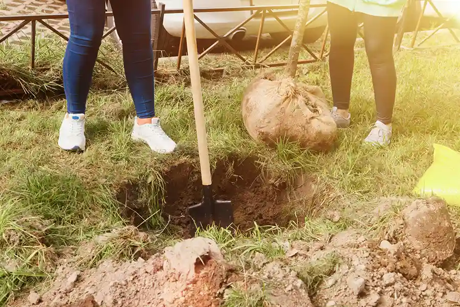 Palm Tree Removal Safety Tips For Homeowners in Oceanside, CA