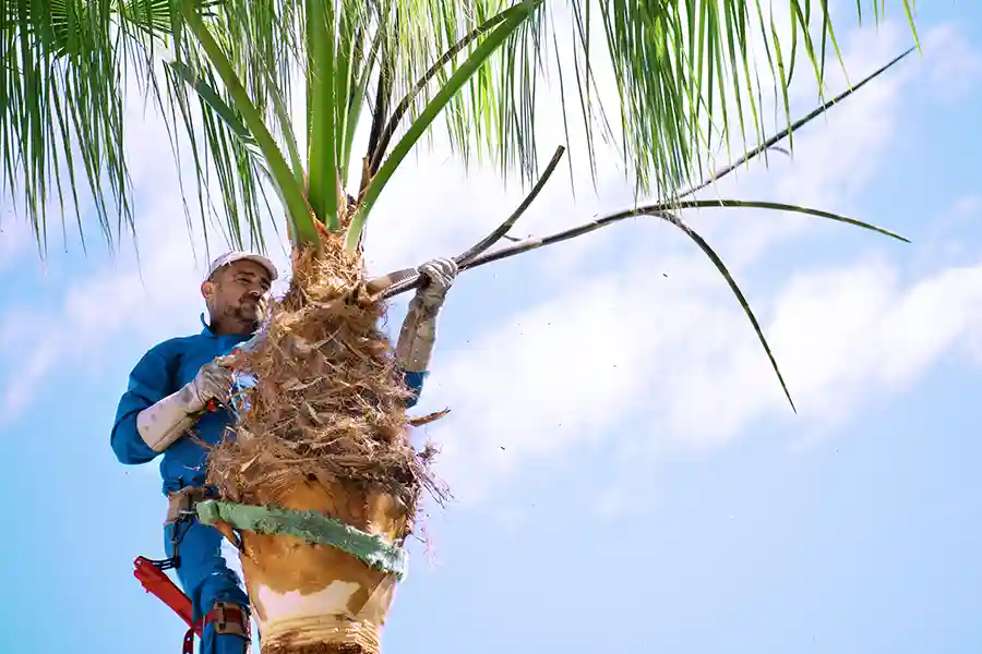Palm Tree Removal Safety Tips For Homeowners Oceanside, CA