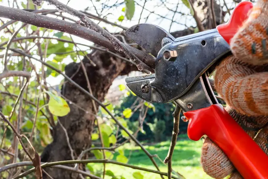 Quality Tree Pruning Services Oceanside, CA
