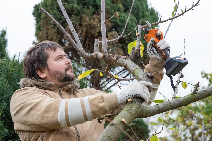 Reliable Tree Pruning Services Oceanside, CA