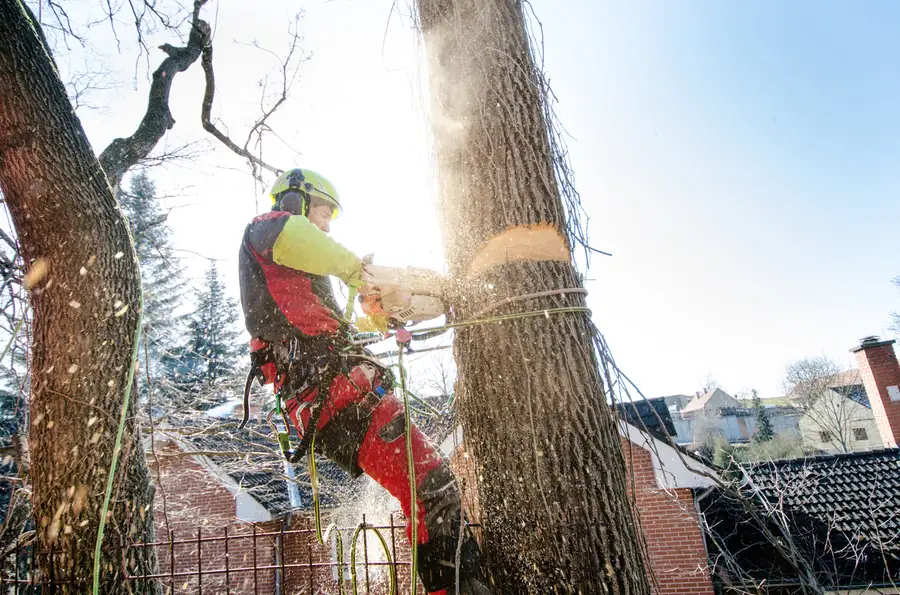 Superior Tree Cutting Oceanside, CA