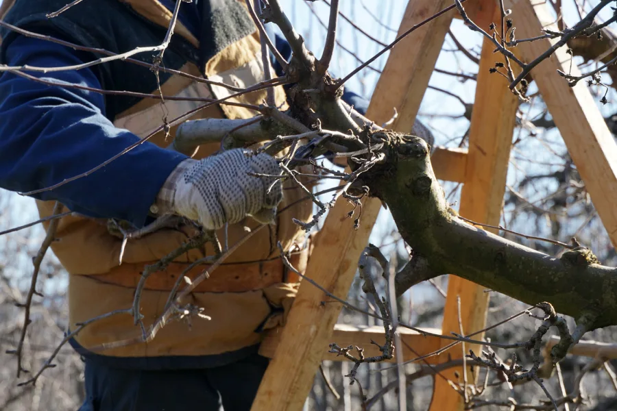 Top-rated Tree Pruning Services Oceanside, CA