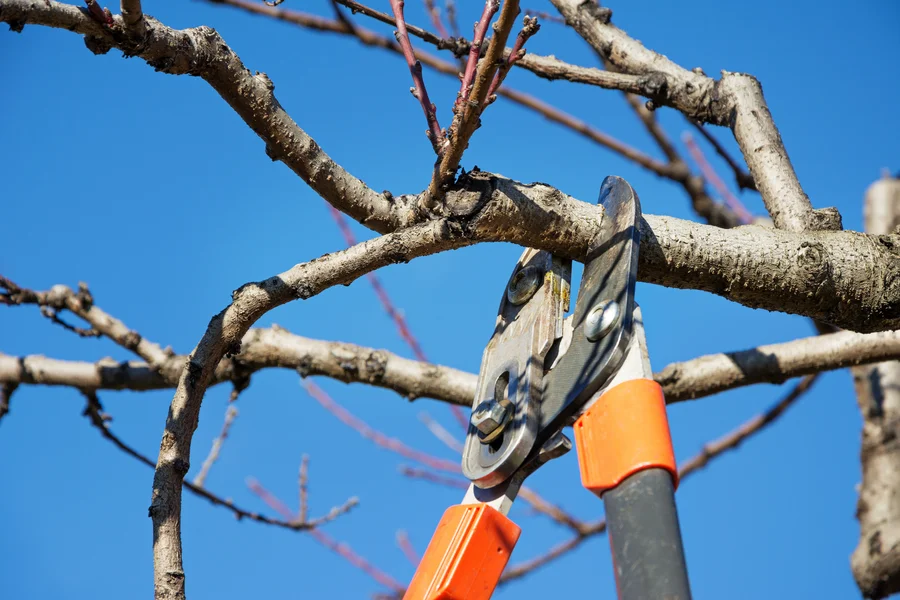 Tree Pruning Services That Encourage Fruit Production Oceanside, CA