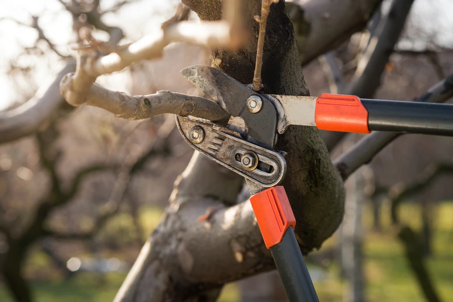 Tree Pruning Services That Encourage Fruit Production in Oceanside, CA